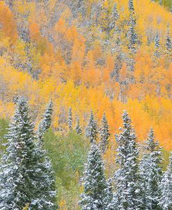 Aspens and Evergreens