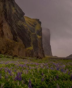 Lupins Cliffs