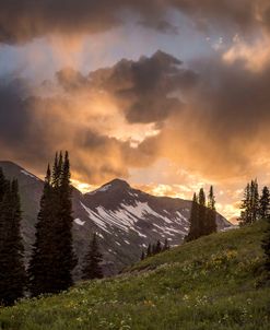 Mountain Evergreens