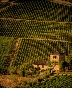 Vineyard