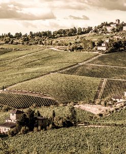 Tuscany Vineyard