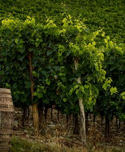 Grapevines and Barrel