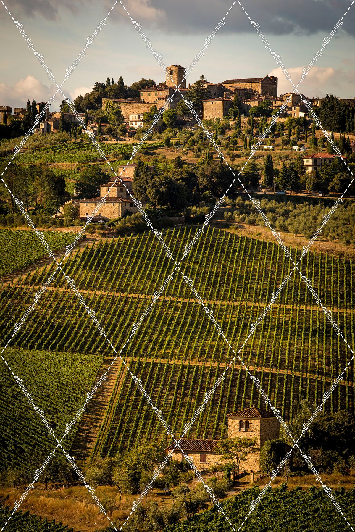 Tuscany Vineyard 02