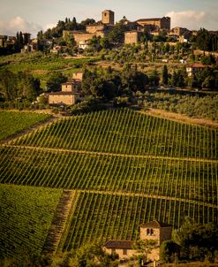 Tuscany Vineyard 02