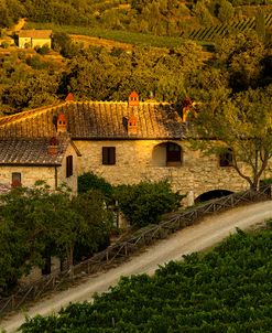 Vineyard Evening