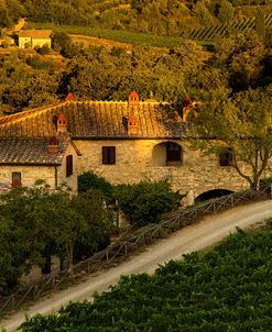 Vineyard Evening