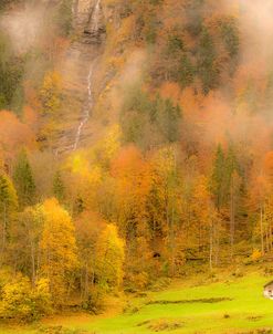 Foggy Foliage