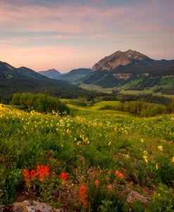 Sunset Flowers