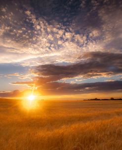 Sunrise Field