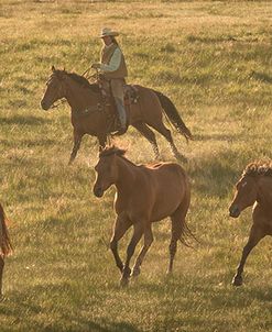 Horse Wrangler