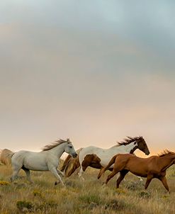 Group of Horses