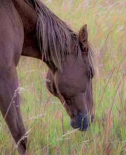 Grazing