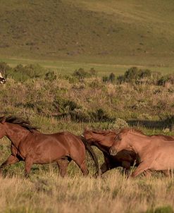 Wrangling Cowboy