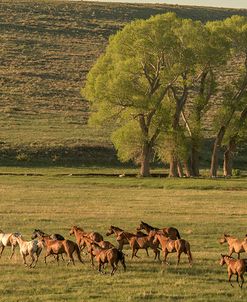 Wild Wrangling