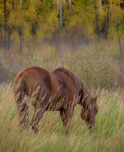 Grazing 3