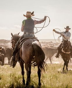 Cattle Drive Day