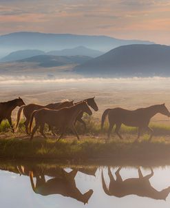 Horse Pond