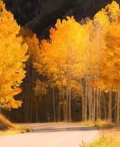 Foliage Path