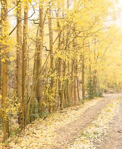 Autumn Road