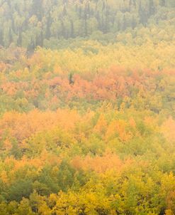 Autumn Mountain Side