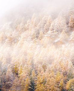 Autumn Frost