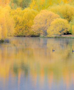 Autumn Swim