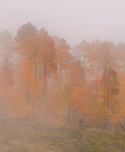 Forest Fog