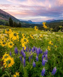 Flowery Plains