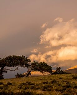 Bent Tree