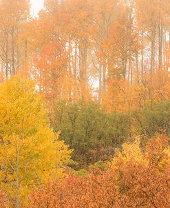 Birch Foliage 2