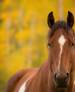 Painted Horse