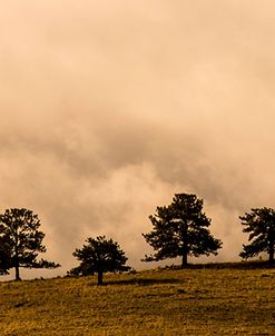 Tree Row