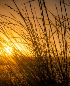 Tall Grass 2