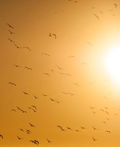 Sun Birds