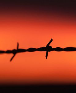 Barbed Wire