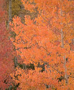 Orange Foliage