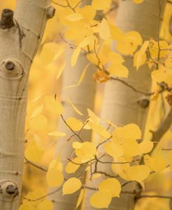 Yellow Birch