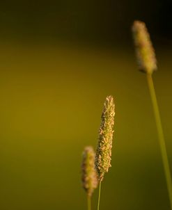 Marsh 2