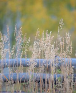 Tall Grass 5