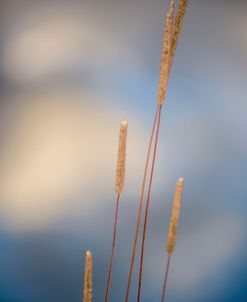 Cattails