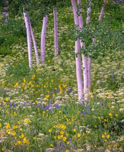 Amoung The Aspens
