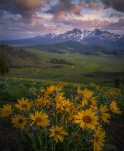 High Bloom