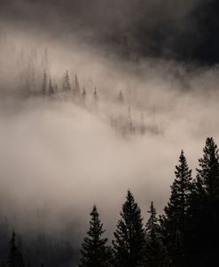 Evergreen Fog