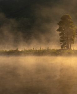 Within The Fog
