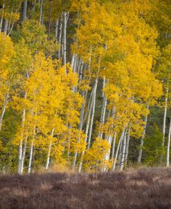 Aspen Light