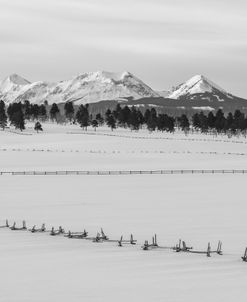 Fields Of White