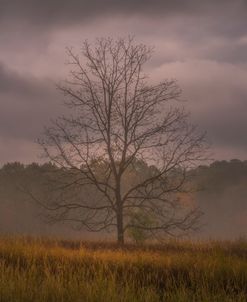 Impression Of Evening