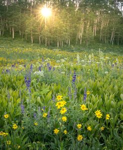 Field Of Color