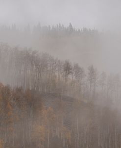Lost In Mist