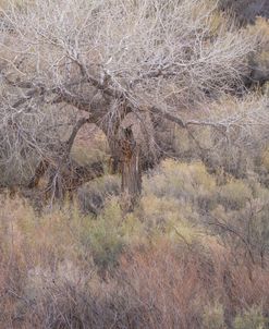 Pastel Tree